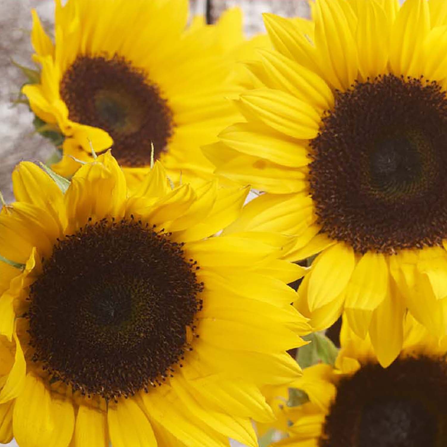 Close-up image of a sunflower with bright golden-yellow petals and a dark brown center.